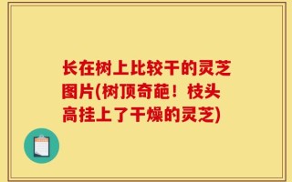 长在树上比较干的灵芝图片(树顶奇葩！枝头高挂上了干燥的灵芝)