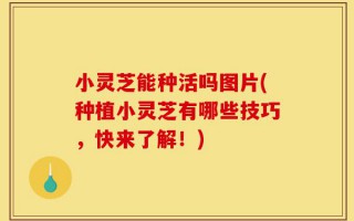 小灵芝能种活吗图片(种植小灵芝有哪些技巧，快来了解！)