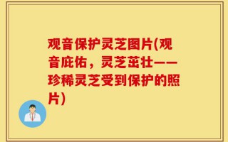 观音保护灵芝图片(观音庇佑，灵芝茁壮——珍稀灵芝受到保护的照片)