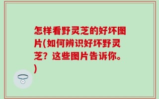 怎样看野灵芝的好坏图片(如何辨识好坏野灵芝？这些图片告诉你。)