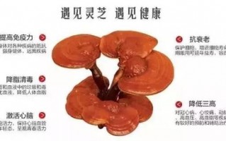 灵芝孢子粉的功用 之保护甲状腺