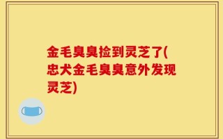 金毛臭臭捡到灵芝了(忠犬金毛臭臭意外发现灵芝)