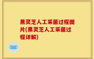黑灵芝人工采菌过程图片(黑灵芝人工采菌过程详解)