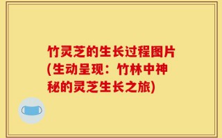 竹灵芝的生长过程图片(生动呈现：竹林中神秘的灵芝生长之旅)