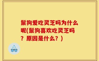 鬣狗爱吃灵芝吗为什么呢(鬣狗喜欢吃灵芝吗？原因是什么？)