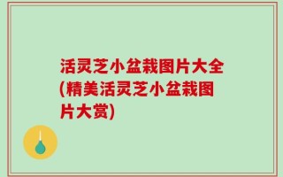 活灵芝小盆栽图片大全(精美活灵芝小盆栽图片大赏)