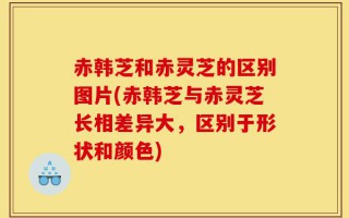 赤韩芝和赤灵芝的区别图片(赤韩芝与赤灵芝长相差异大，区别于形状和颜色)