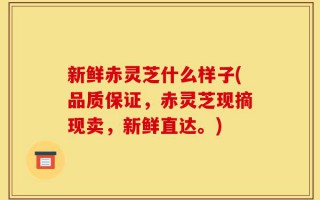新鲜赤灵芝什么样子(品质保证，赤灵芝现摘现卖，新鲜直达。)