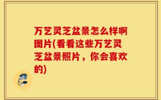 万艺灵芝盆景怎么样啊图片(看看这些万艺灵芝盆景照片，你会喜欢的)