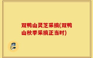 双鸭山灵芝采摘(双鸭山秋季采摘正当时)