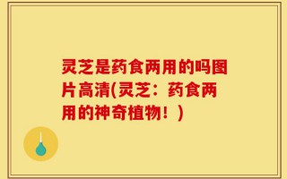 灵芝是药食两用的吗图片高清(灵芝：药食两用的神奇植物！)