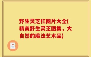 野生灵芝杠图片大全(精美野生灵芝图集，大自然的魔法艺术品)