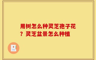 用树怎么种灵芝孢子花？灵芝盆景怎么种植