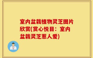 室内盆栽植物灵芝图片欣赏(赏心悦目：室内盆栽灵芝惹人爱)