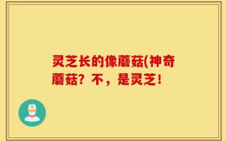 灵芝长的像蘑菇(神奇蘑菇？不，是灵芝！