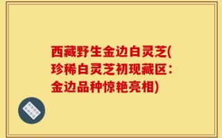 西藏野生金边白灵芝(珍稀白灵芝初现藏区：金边品种惊艳亮相)