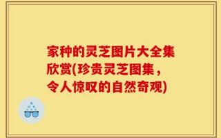 家种的灵芝图片大全集欣赏(珍贵灵芝图集，令人惊叹的自然奇观)