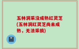 五林洞采没成熟红灵芝(五林洞红灵芝尚未成熟，无法采摘)