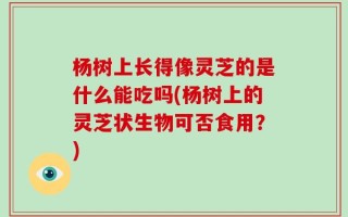杨树上长得像灵芝的是什么能吃吗(杨树上的灵芝状生物可否食用？)