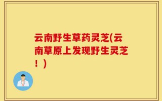 云南野生草药灵芝(云南草原上发现野生灵芝！)