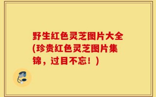 野生红色灵芝图片大全(珍贵红色灵芝图片集锦，过目不忘！)
