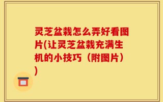 灵芝盆栽怎么弄好看图片(让灵芝盆栽充满生机的小技巧（附图片）)