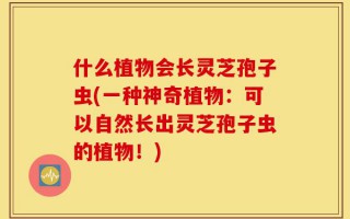 什么植物会长灵芝孢子虫(一种神奇植物：可以自然长出灵芝孢子虫的植物！)