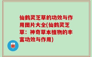 仙鹤灵芝草的功效与作用图片大全(仙鹤灵芝草：神奇草本植物的丰富功效与作用)