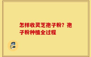 怎样收灵芝孢子粉？孢子粉种植全过程