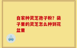 自家种灵芝孢子粉？袋子里的灵芝怎么种到花盆里