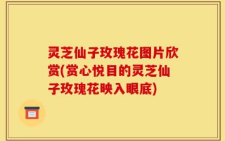 灵芝仙子玫瑰花图片欣赏(赏心悦目的灵芝仙子玫瑰花映入眼底)