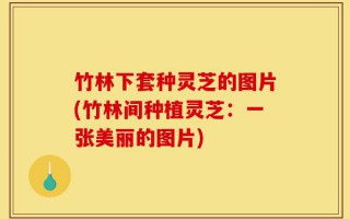 竹林下套种灵芝的图片(竹林间种植灵芝：一张美丽的图片)