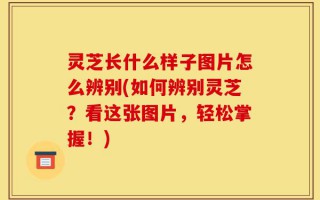 灵芝长什么样子图片怎么辨别(如何辨别灵芝？看这张图片，轻松掌握！)