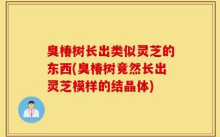 臭椿树长出类似灵芝的东西(臭椿树竟然长出灵芝模样的结晶体)