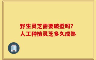 野生灵芝需要破壁吗？人工种植灵芝多久成熟