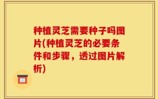 种植灵芝需要种子吗图片(种植灵芝的必要条件和步骤，透过图片解析)