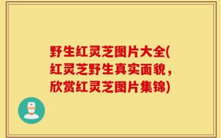 野生红灵芝图片大全(红灵芝野生真实面貌，欣赏红灵芝图片集锦)