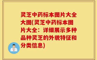 灵芝中药标本图片大全大图(灵芝中药标本图片大全：详细展示多种品种灵芝的外貌特征和分类信息)
