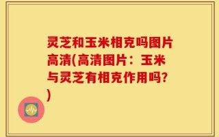 灵芝和玉米相克吗图片高清(高清图片：玉米与灵芝有相克作用吗？)