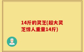 14斤的灵芝(超大灵芝惊人重量14斤)