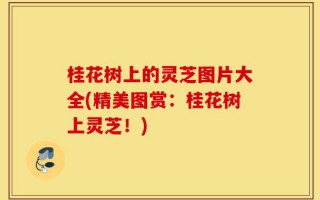 桂花树上的灵芝图片大全(精美图赏：桂花树上灵芝！)