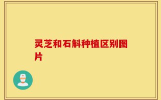 灵芝和石斛种植区别图片