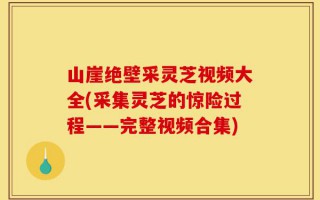 山崖绝壁采灵芝视频大全(采集灵芝的惊险过程——完整视频合集)