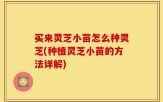 买来灵芝小苗怎么种灵芝(种植灵芝小苗的方法详解)