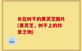 长在树干的黑灵芝图片(黑灵芝，树干上的珍贵之物)