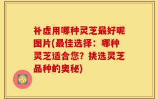 补虚用哪种灵芝最好呢图片(最佳选择：哪种灵芝适合您？挑选灵芝品种的奥秘)