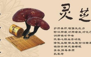 提高免疫力 首选灵芝孢子粉