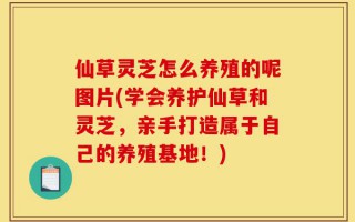 仙草灵芝怎么养殖的呢图片(学会养护仙草和灵芝，亲手打造属于自己的养殖基地！)