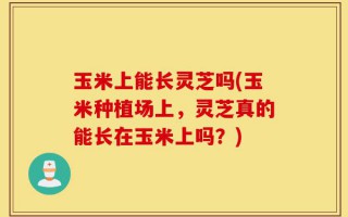 玉米上能长灵芝吗(玉米种植场上，灵芝真的能长在玉米上吗？)