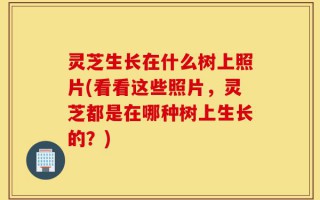 灵芝生长在什么树上照片(看看这些照片，灵芝都是在哪种树上生长的？)